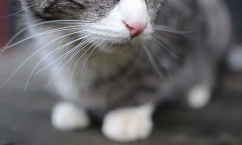 节奏与空间是否为现代篮球最重要的变量，节奏空间模型